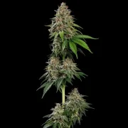 Bubblegum XL