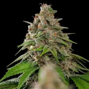 Bubblegum XL
