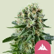 Critical Kush – Royal Queen Seeds – Feminizowane