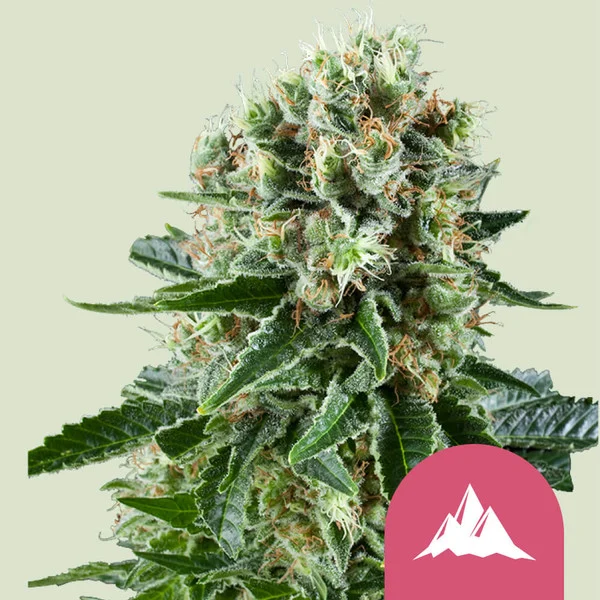 Critical Kush – Royal Queen Seeds – Feminizowane