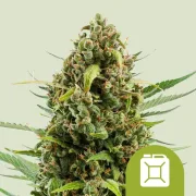 Diesel Auto – Royal Queen Seeds – Autoflowering