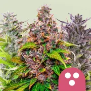 Feminisiert Mix – Royal Queen Seeds – Feminizowane