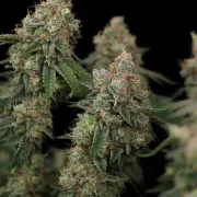 Haze Berry