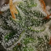 Haze Berry