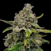 Haze Berry