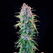 Power Flower