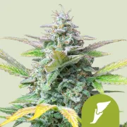 Quick One Auto – Royal Queen Seeds – Autoflowering