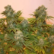 Royal AK Auto