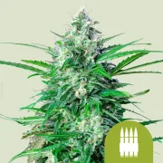 Royal AK Auto – Royal Queen Seeds – Autoflowering