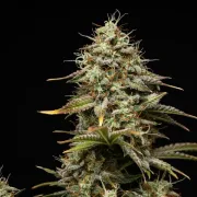 Royal Cheese Auto