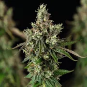 Royal Cookies