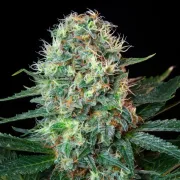 Royal Cookies