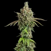 Royal Cookies