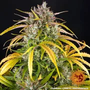 LSD Auto
