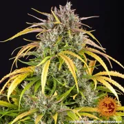 LSD Auto – Barneys Farm – Autoflowering