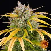 LSD Auto