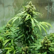 Royal Dwarf Auto – Royal Queen Seeds – Autoflowering