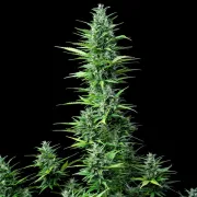 Royal Haze Auto