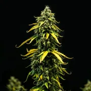 Royal Haze Auto
