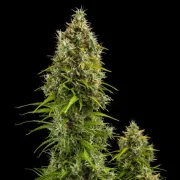 Royal Jack Auto