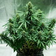 Royal Jack Auto