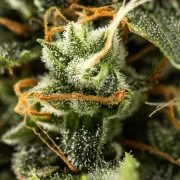 Royal Kush Auto