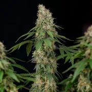 Shining Silver Haze