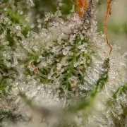 Somango XL