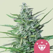 Special Kush #1
