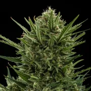Sweet Skunk Auto