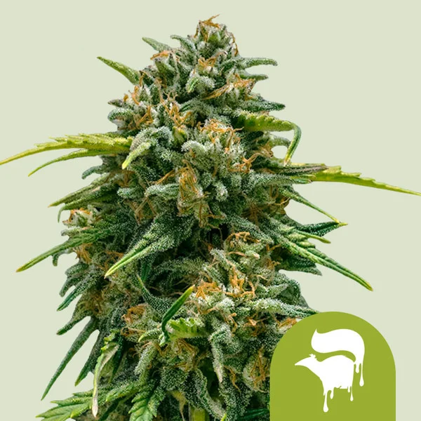 Sweet Skunk Auto – Royal Queen Seeds – Autoflowering