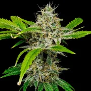 White Widow