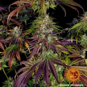 Mimosa Evo