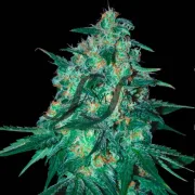 Jekyll Passion – Samsara Seeds – Feminizowane