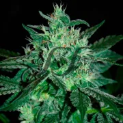 Spicy White Devil – Samsara Seeds – Feminizowane