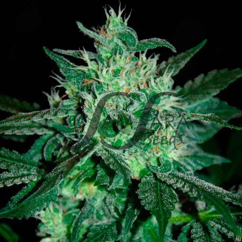Spicy White Devil – Samsara Seeds – Feminizowane