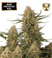 BCN Critical XXL – Seed Stockers – Feminizowane