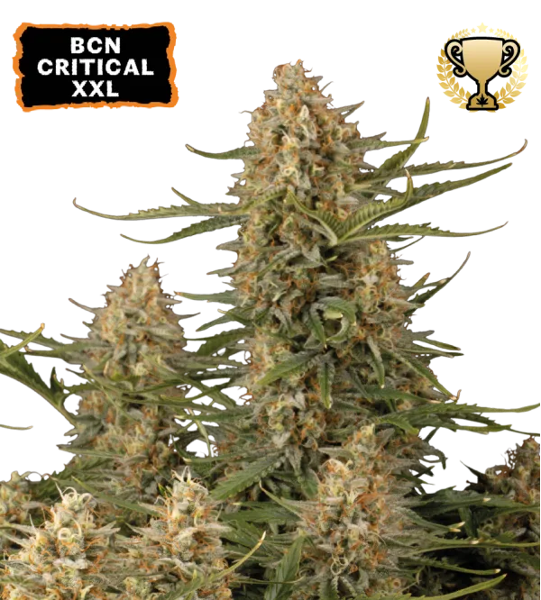 BCN Critical XXL – Seed Stockers – Feminizowane