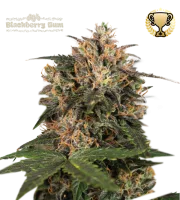 Blackberry Gum – Seed Stockers – Feminizowane