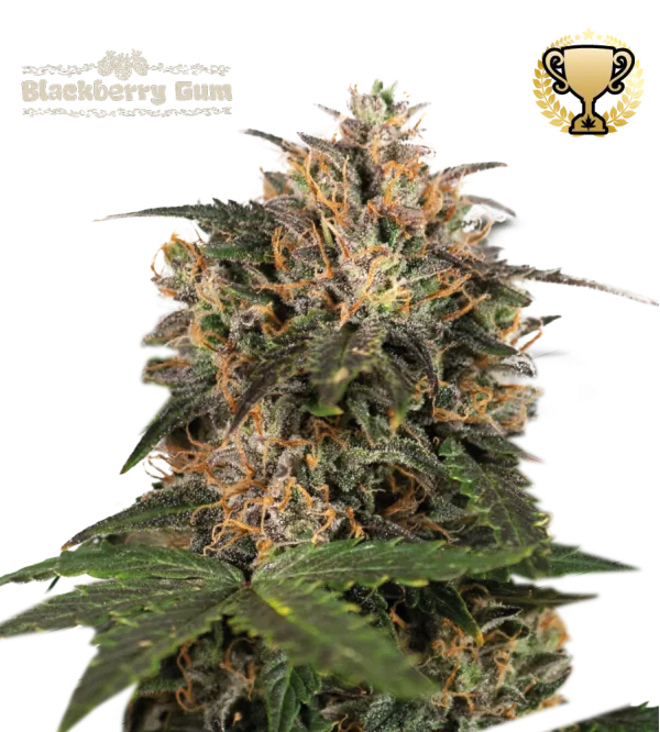 Blackberry Gum – Seed Stockers – Feminizowane
