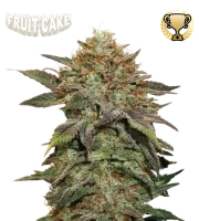 Fruit Cake – Seed Stockers – Feminizowane