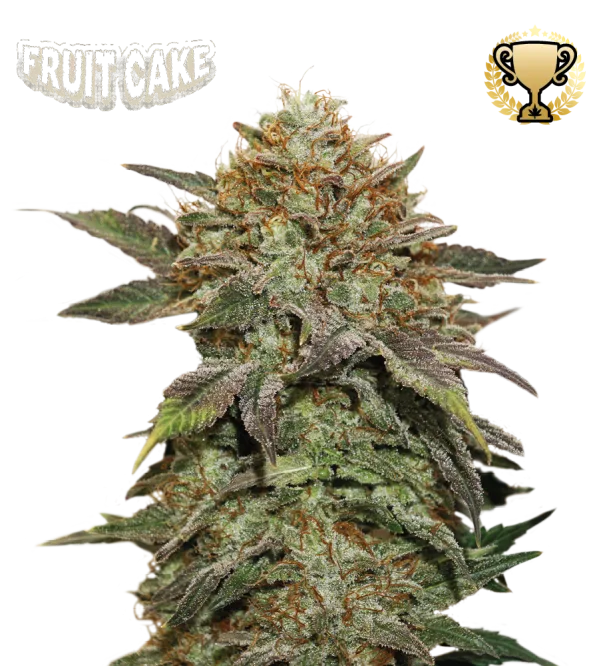 Fruit Cake – Seed Stockers – Feminizowane