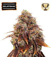 Gelato 41 – Seed Stockers – Feminizowane