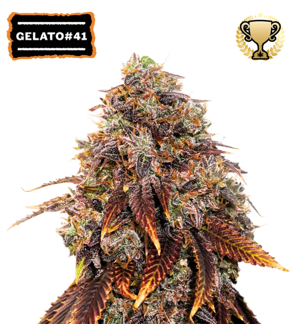 Gelato 41 – Seed Stockers – Feminizowane