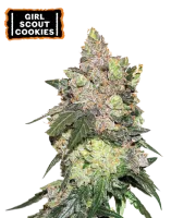 Girl Scout Cookies – Seed Stockers – Feminizowane