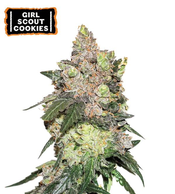 Girl Scout Cookies – Seed Stockers – Feminizowane