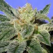 Kushage – TH Seeds – Regularne – Product view 2