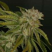 MK-Ultra REG – TH Seeds – Regularne – Product view 2