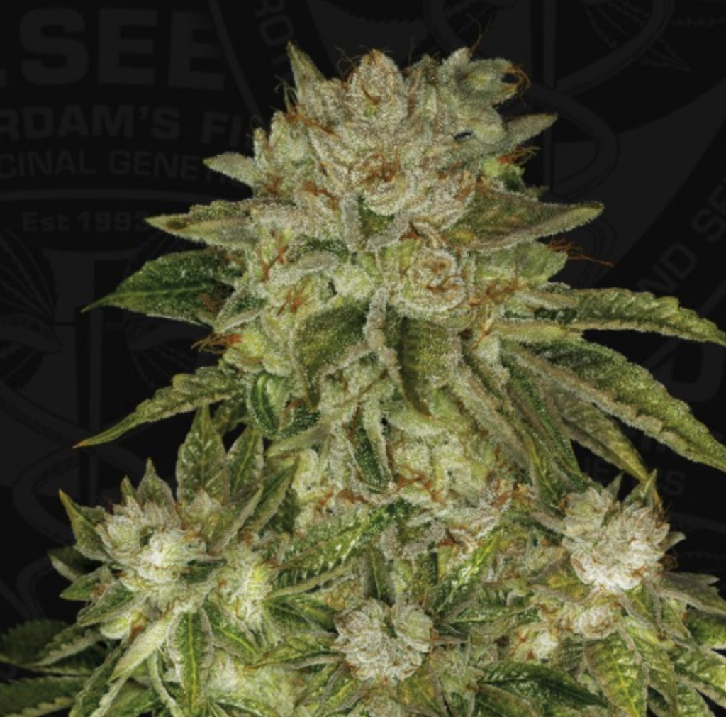 MK-Ultra Wreck – TH Seeds – Feminizowane