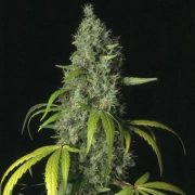 S.A.G.E. – TH Seeds – Feminizowane – Product view 2